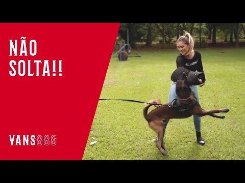 Leia mais sobre o artigo FUI COBAIA NO TREINAMENTO DE CÃES!