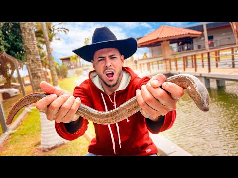 Leia mais sobre o artigo COLOQUEI UM PEIXE COBRA NA REPRESA DA MINHA FAZENDA