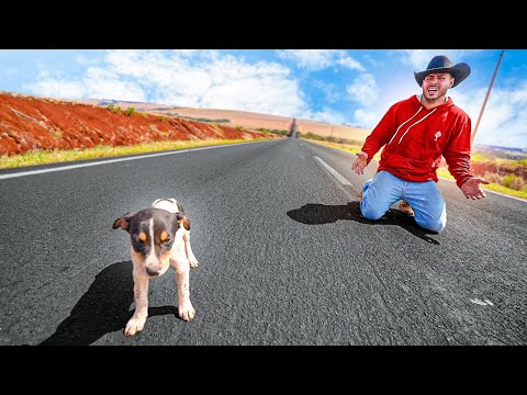 Leia mais sobre o artigo QUASE ATROPELEI ESSE CACHORRINHO NA RODOVIA ABANDONADO
