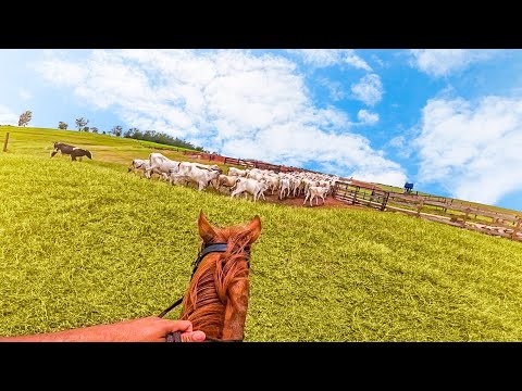 Leia mais sobre o artigo HOJE É DIA DE TOCAR A BOIADA NA FAZENDA !
