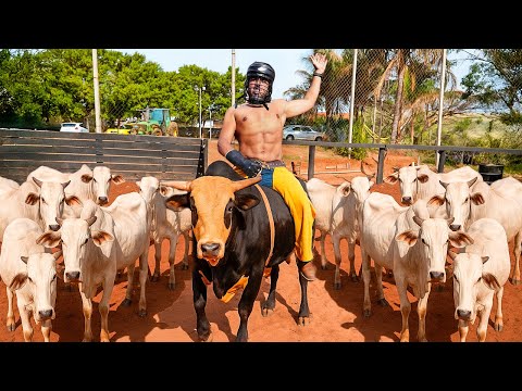Leia mais sobre o artigo O COWBOY MAIS BRABO GANHA UM GADO NELORE NO RODEIO A FAZENDA