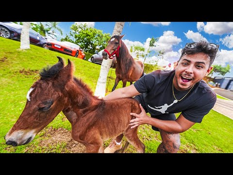 Leia mais sobre o artigo MEU CAVALO TEVE UM FILHOTE MUITO FOFINHO 😍