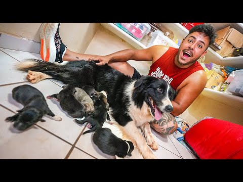 Leia mais sobre o artigo NASCEU OS FILHOTINHOS DA MINHA CACHORRA SKY 😭